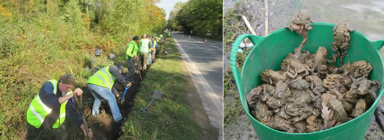 natuurverenigingen helpen padden oversteken